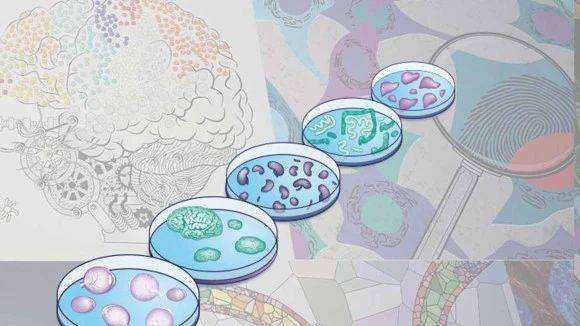 5分鐘帶你了解國自然熱點課題：3D培養(yǎng)和類器官！具有哪些研究前景